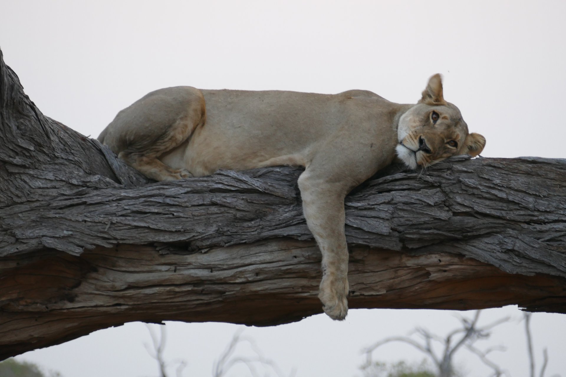 Bush de Botswana al amanecer