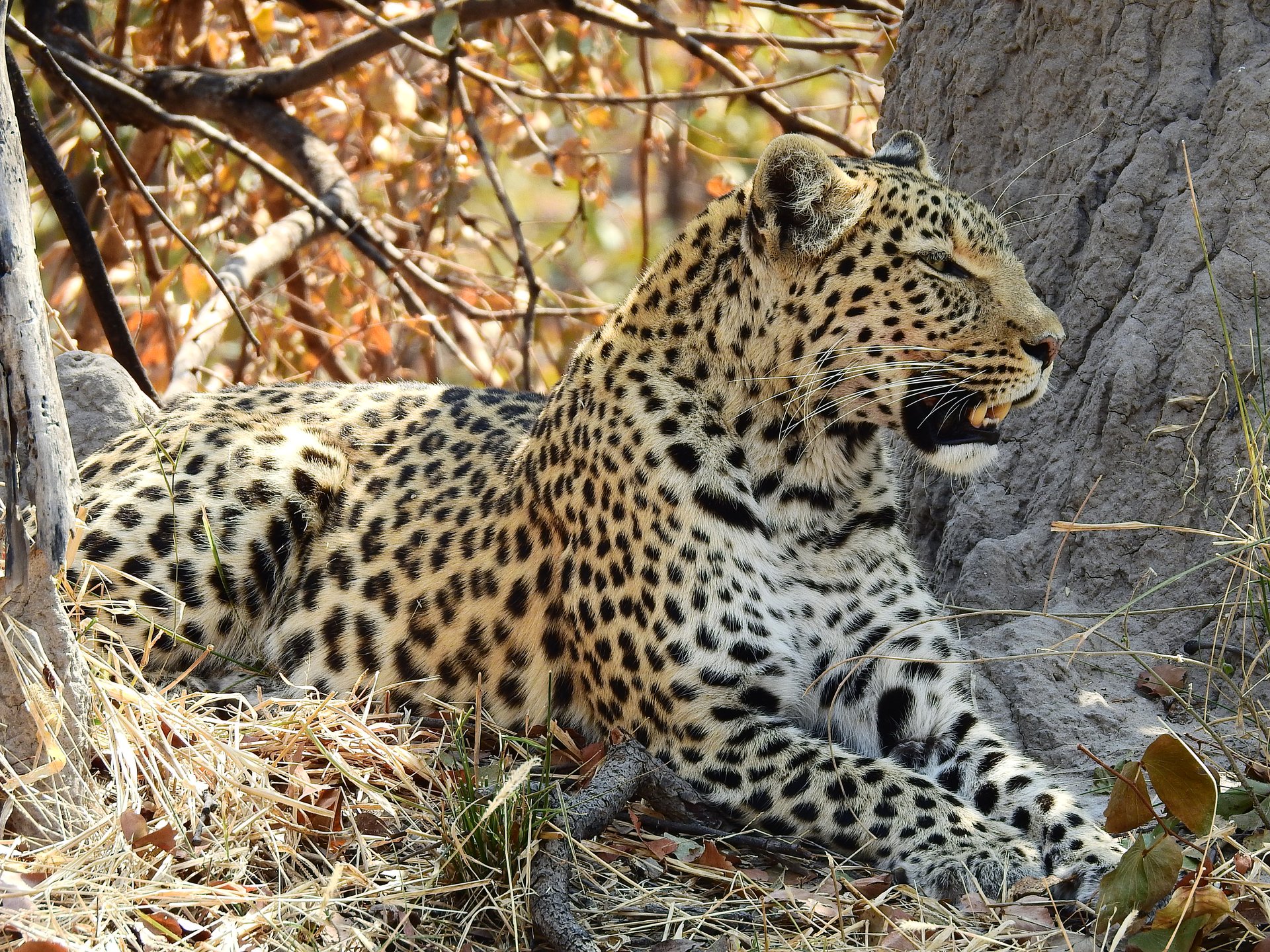 Leopardo descansando en un árbol al atardecer en Botswana