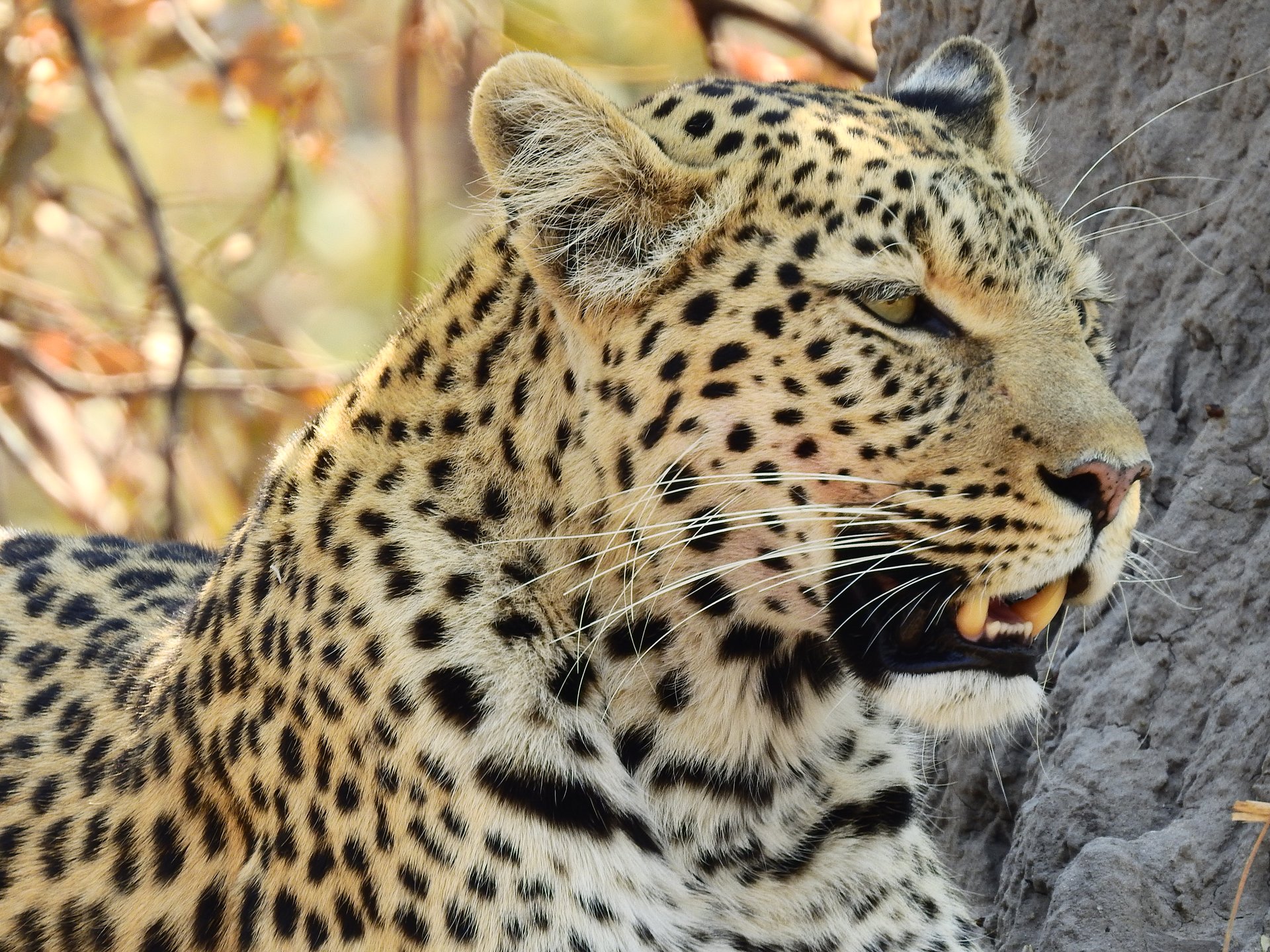 Retrato de leopardo en el bush de Botswana