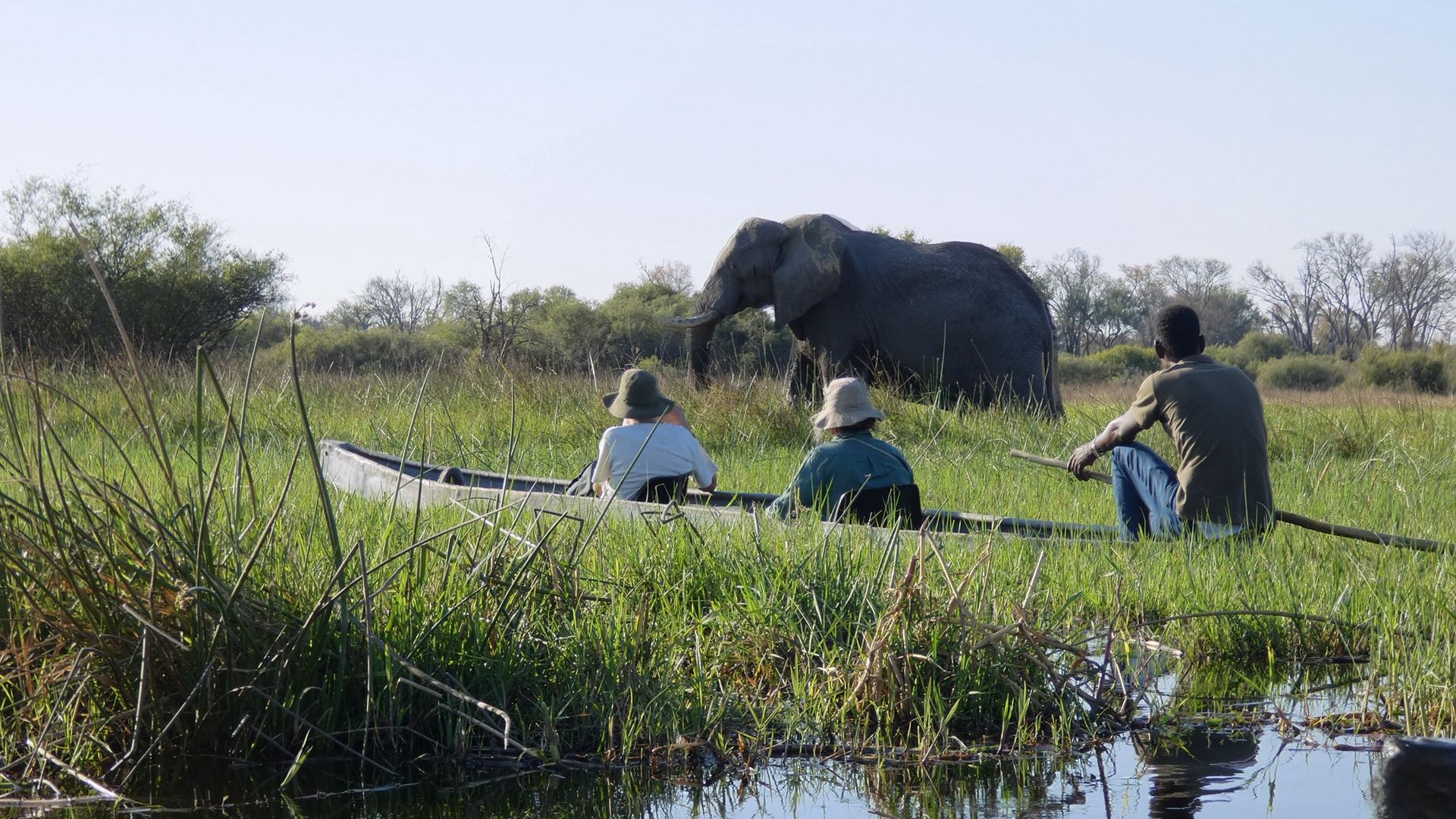 Safari en mokoro con un elefante en el Delta del Okavango